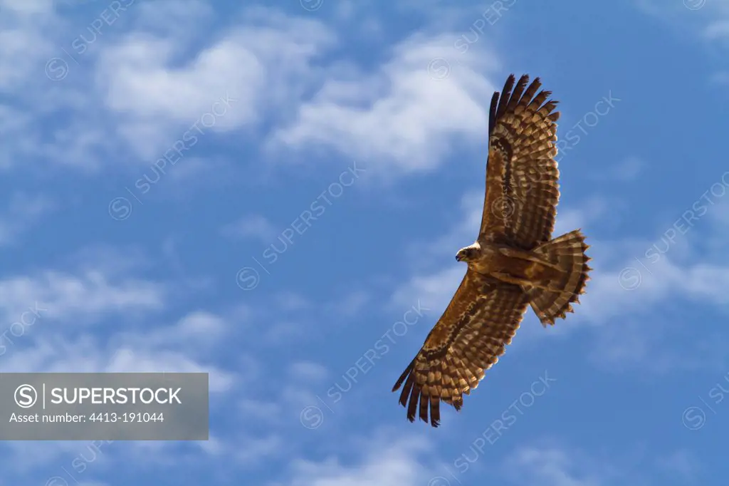 African Harrier Hawk circling above Ruaha NP Tanzania