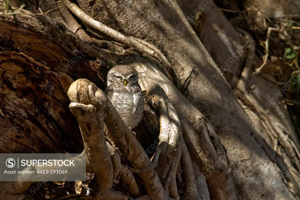Spotted Owlet on a branch Kanha NP India