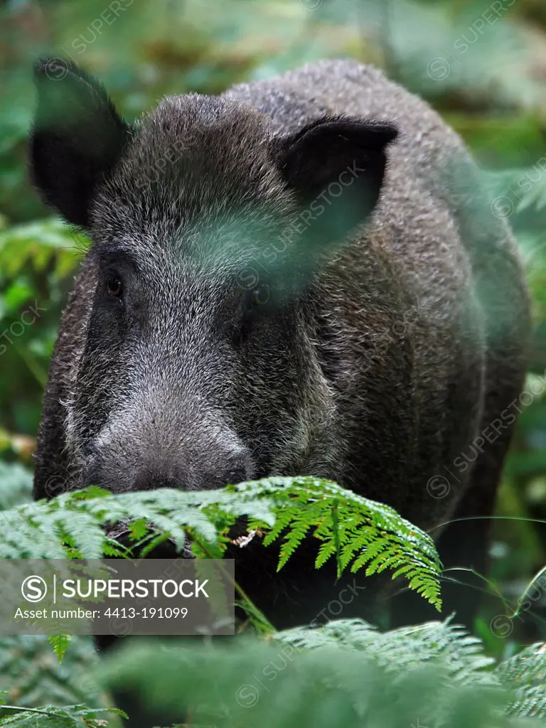 Male boar in forest undergrowth Chambord France