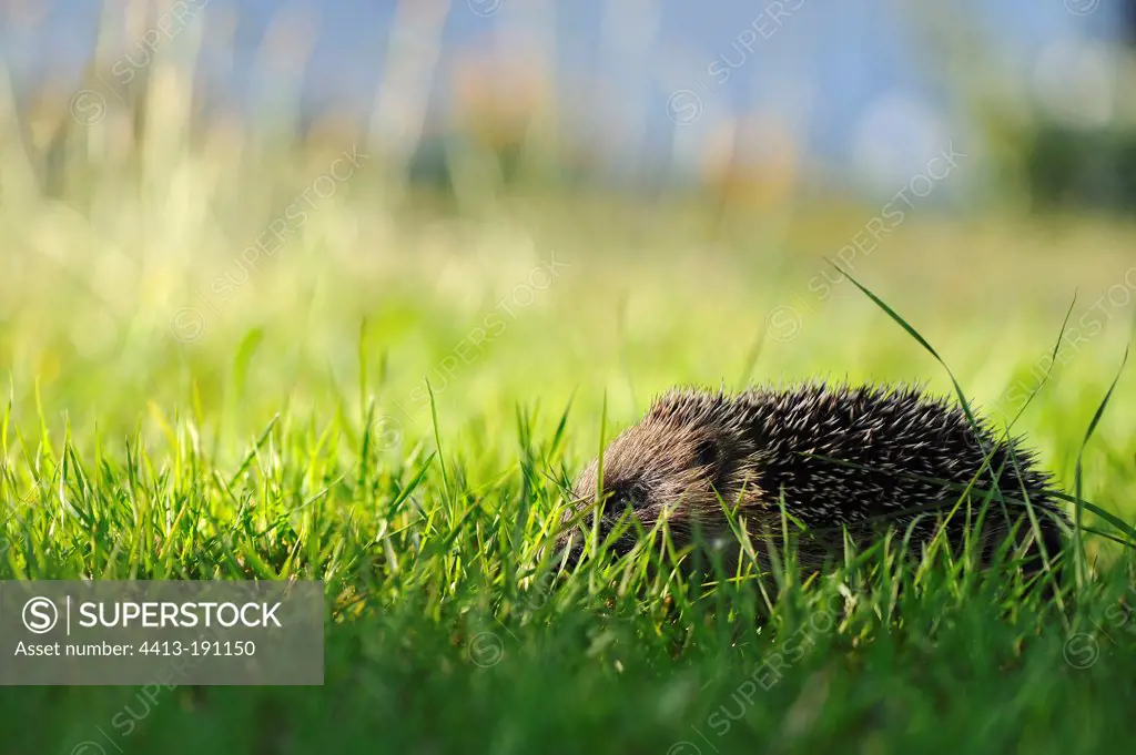 Young hedgehog walking in a garden Centre France