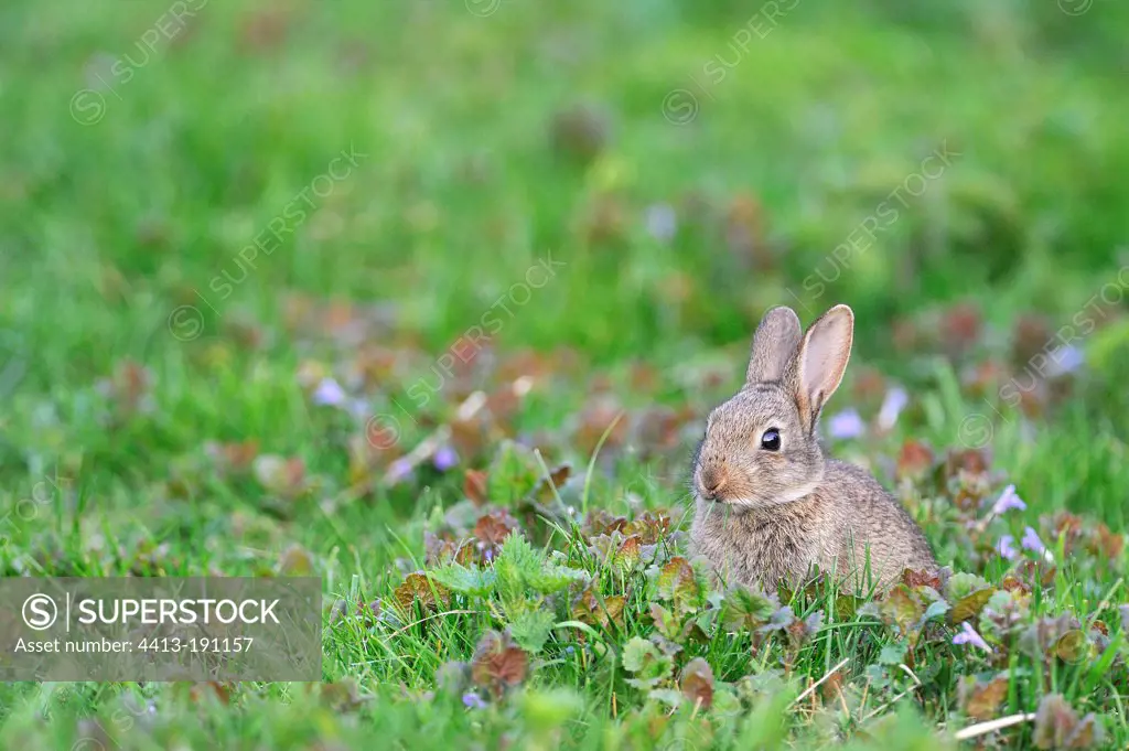 Rabbit eating grass in a private garden Brenne France