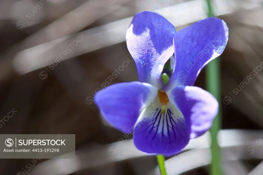 Sweet violet flower