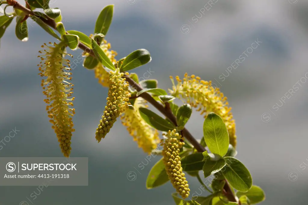 Inflorescences of white willow in spring