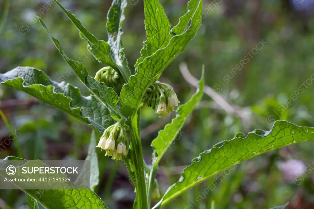 Common comfrey in spring Provence France