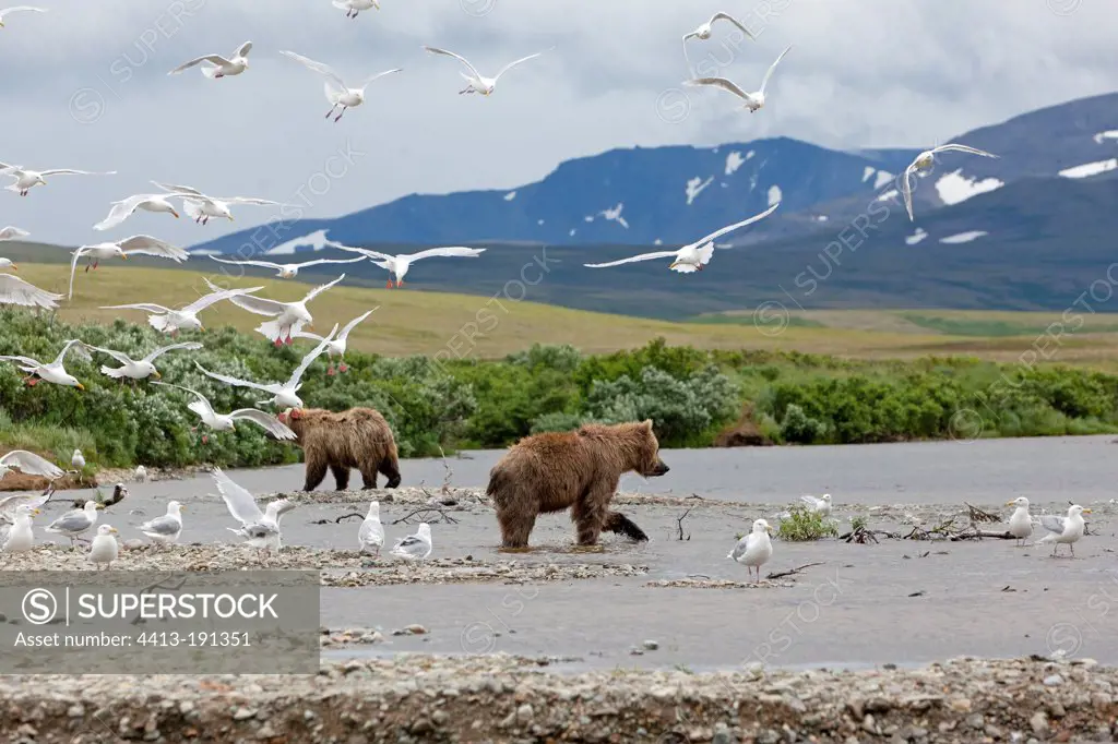 Grizzly bears in the river in the Katmai NP in Alaska
