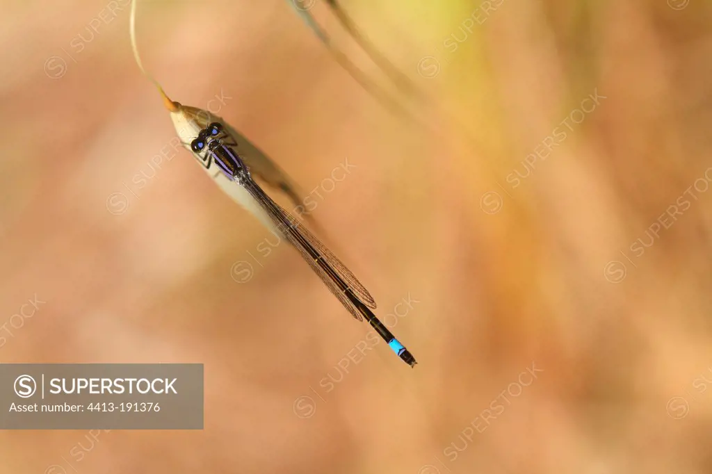 Blue-tailed damselfly on the lookout on an ear in a garden