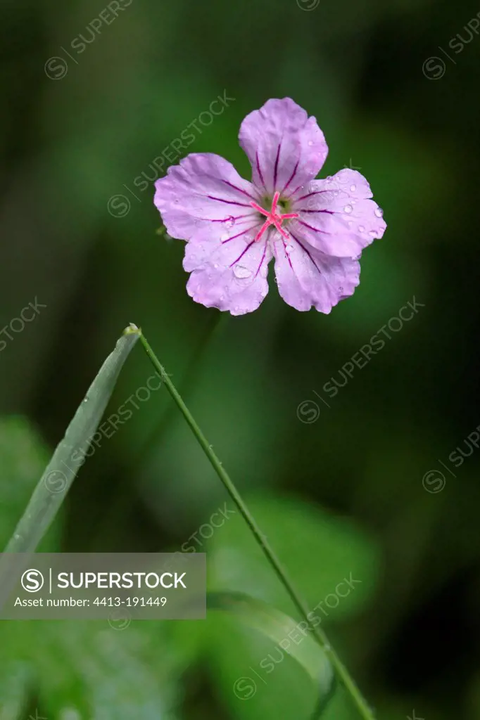 Geranium in a clearing Ustou Valley Pyrenees France