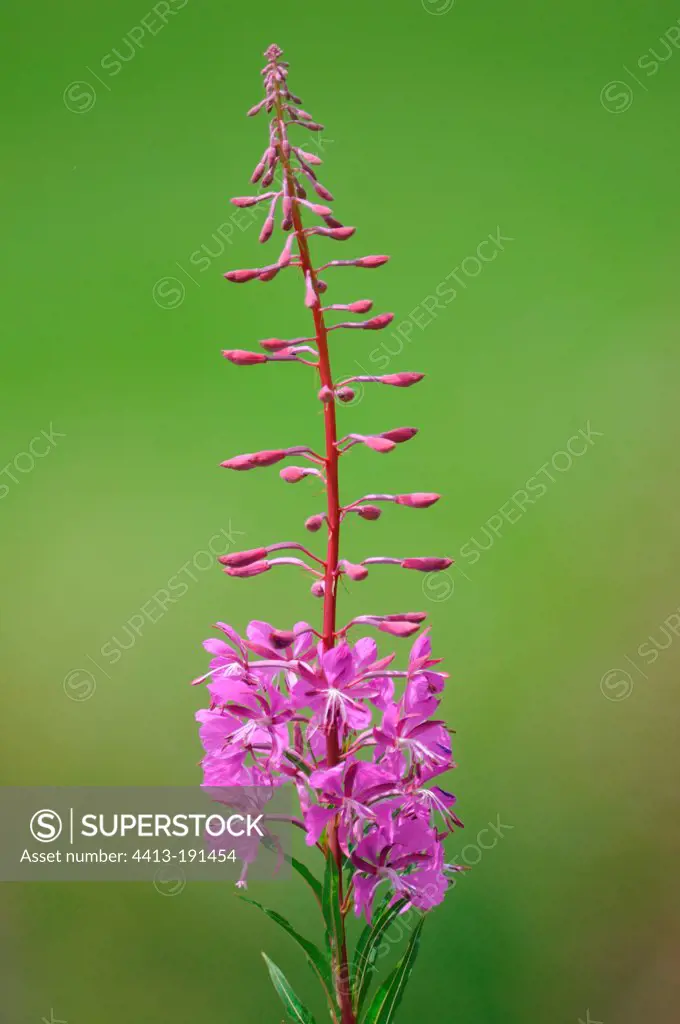 Fireweed flowers France