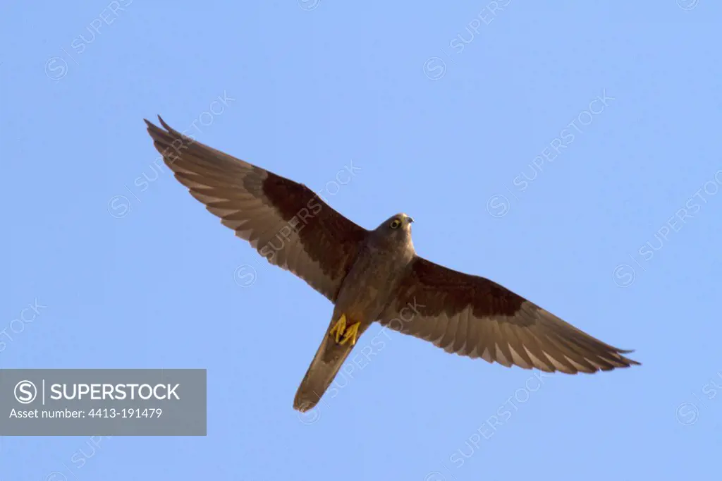 Dark phase Eleonora's Falcon in flight Crete
