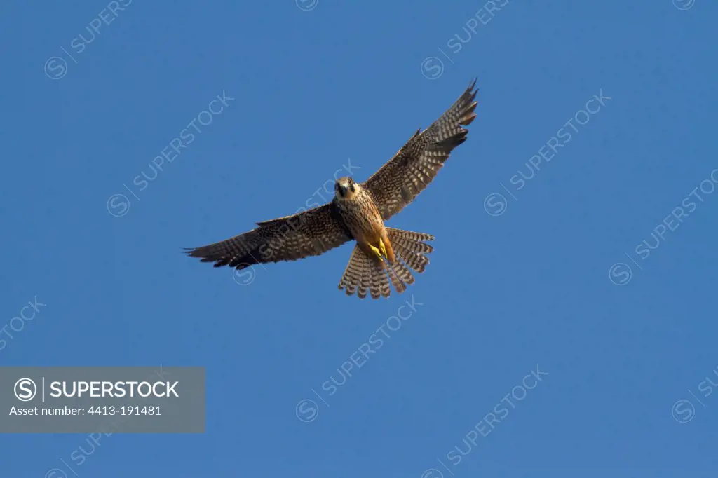 Clear phase Eleonora's Falcon in flight Crete