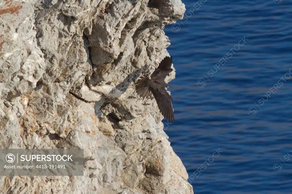 Eleonora's falcons prey on exchanging a cliff