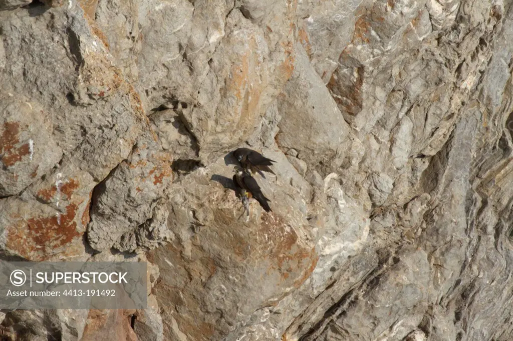Eleonora's falcons prey on exchanging a cliff