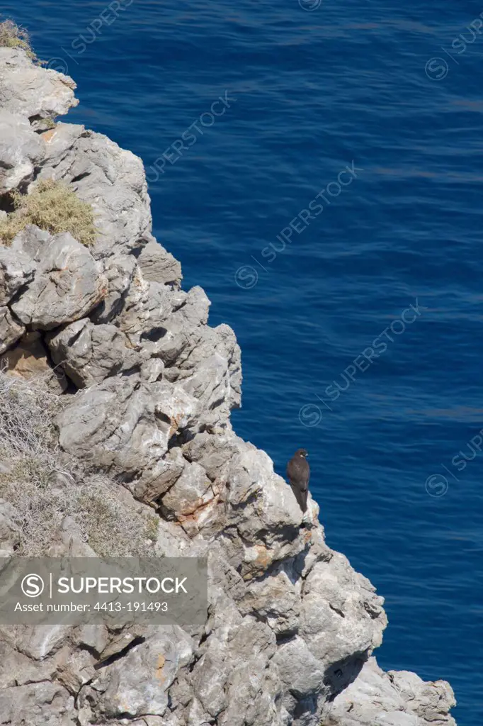 Eleonora's Falcon light phase on rock Crete