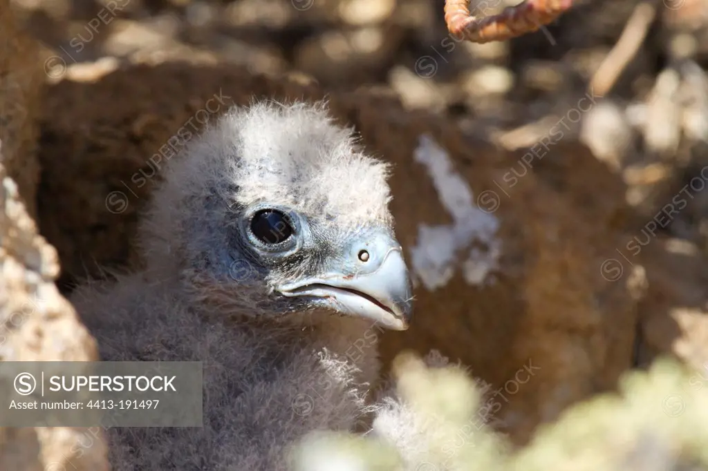Young Eleonora's Falcon in nest Crete