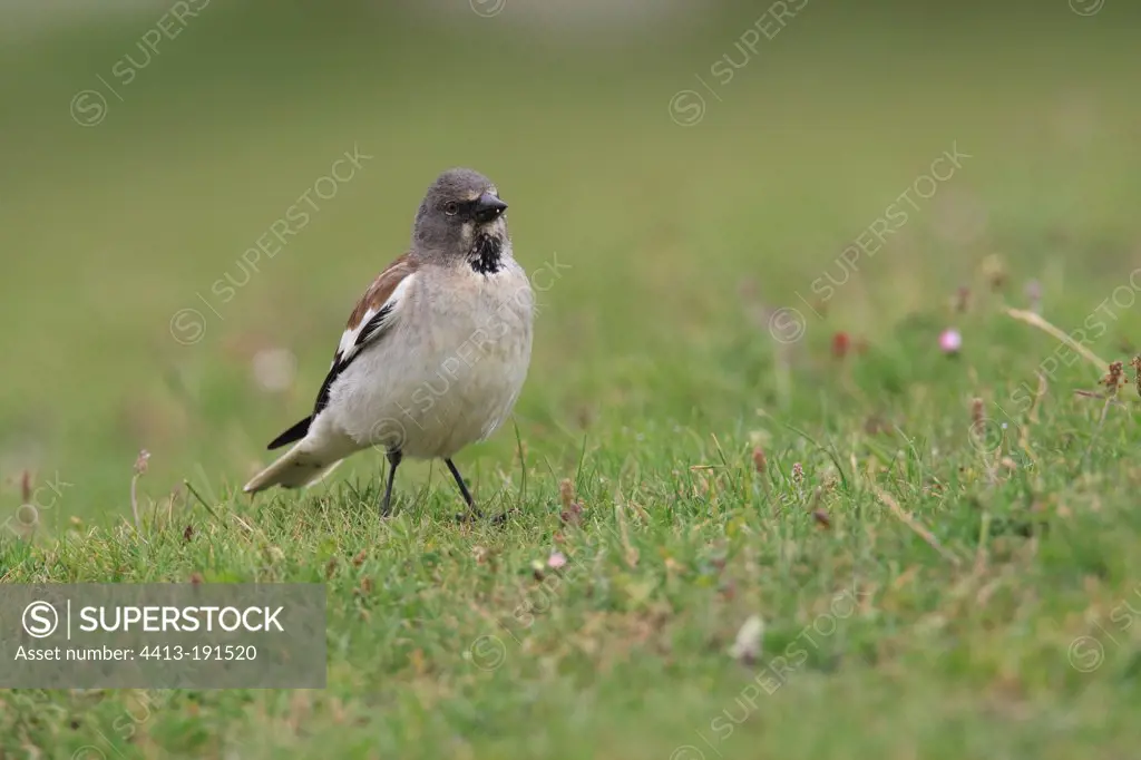 White-winged Snowfinch on ground Picos de Europa Spain