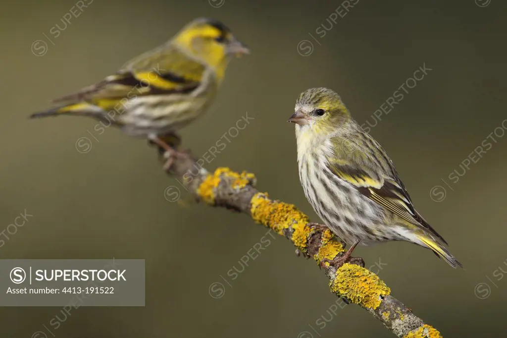Couple of Siskin on a branch Spain