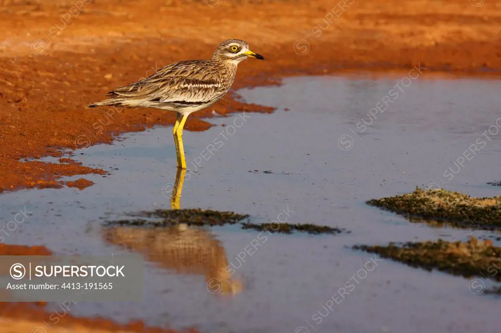 Eurasian Thick-knee at watering place in steppe Spain