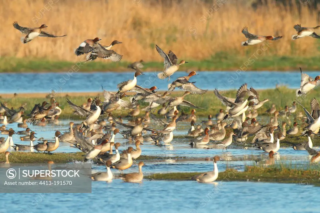 Flight of Pintails and Whistling ducks in winter