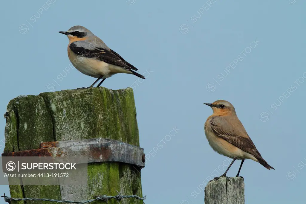 Couple Northern wheatear on post