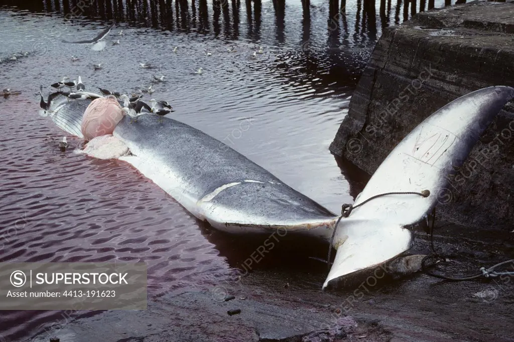 Whaling station whaling in Iceland in 1976