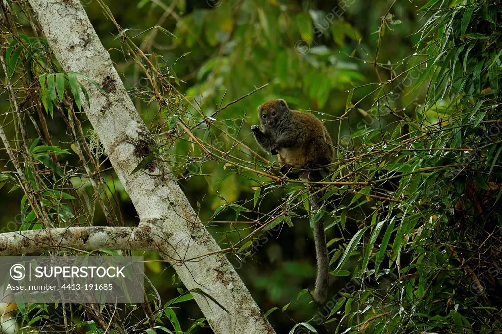 Eastern Lesser Bamboo Lemur eating bamboo in Madagascar