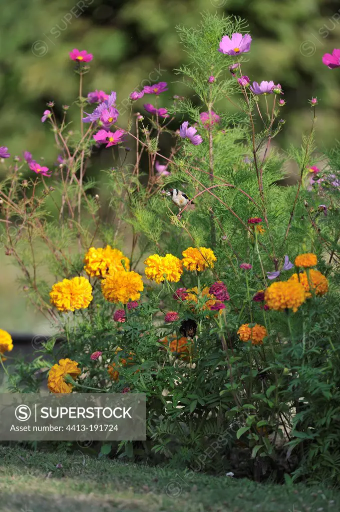 Goldfinch in the Cosmos and Mexican marigolds in a garden