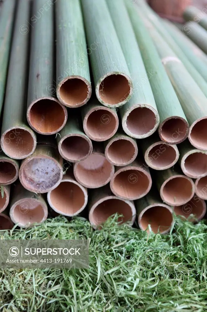 Bamboo stock in a furniture factory in Laos