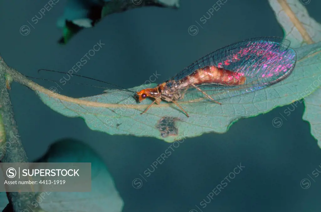 Brown Lacewing on a leaf
