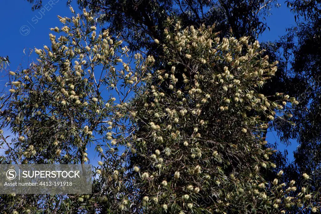 Eucalyptus bloom Riviera France