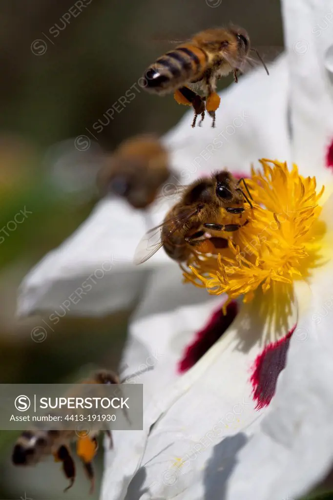 Honeybees on Gum Cistus flower Rayol French Riviera France