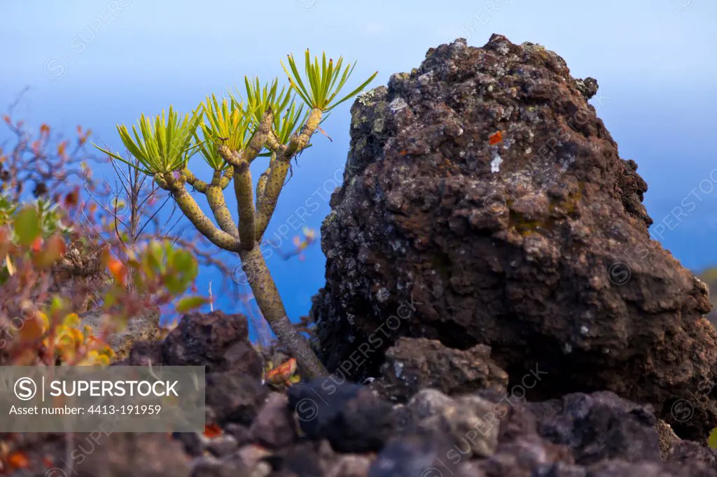Balsam Spurge on volcanic soil La Palma Canary Islands Spain
