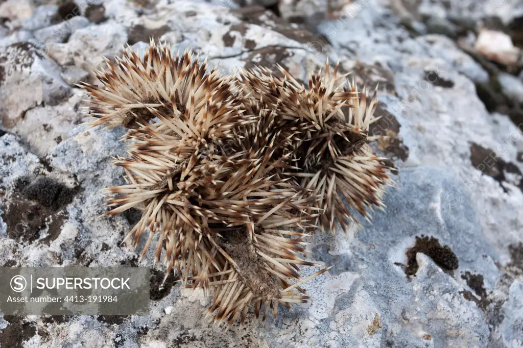 Rest of Hedgehog eaten by a Great Horned Europe South France