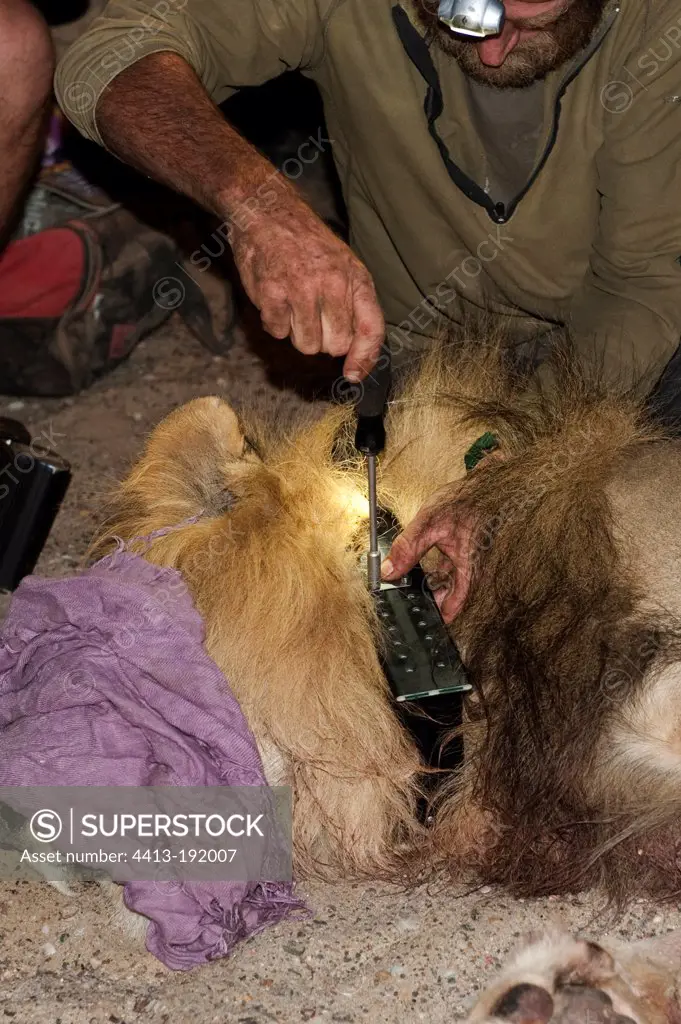 Capture of a Lion to change its radio collar Namibia