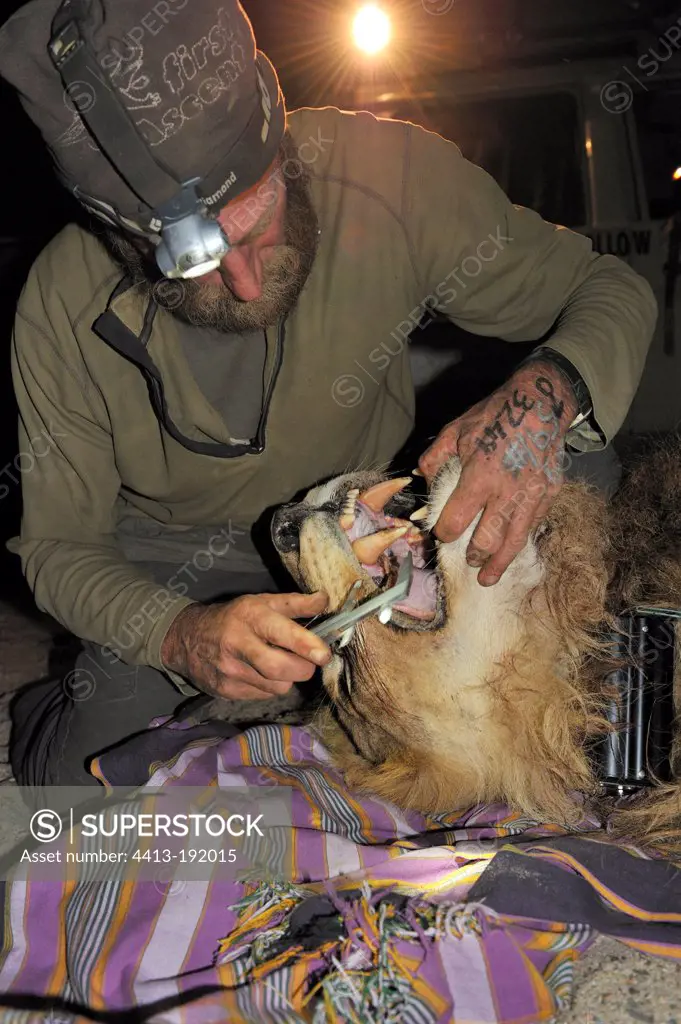 Dental survey of a Lion male asleep in Namibia