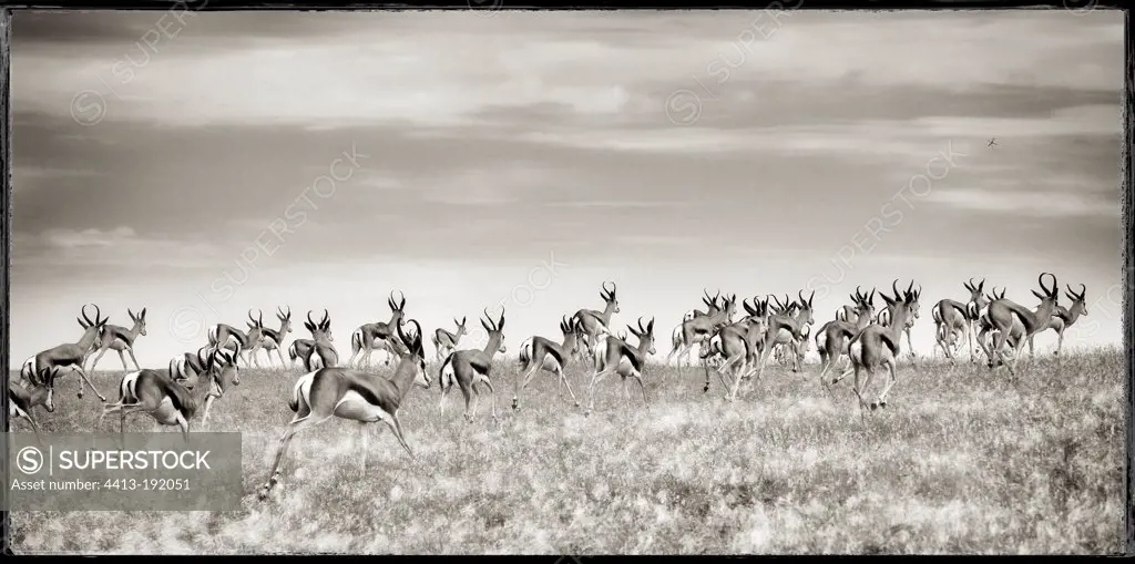 Group Springboks in the Palmwag region of Namibia