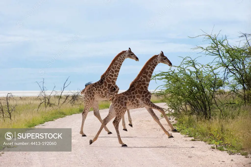 Young reticulated giraffe playing in the Etosha NP Namibia