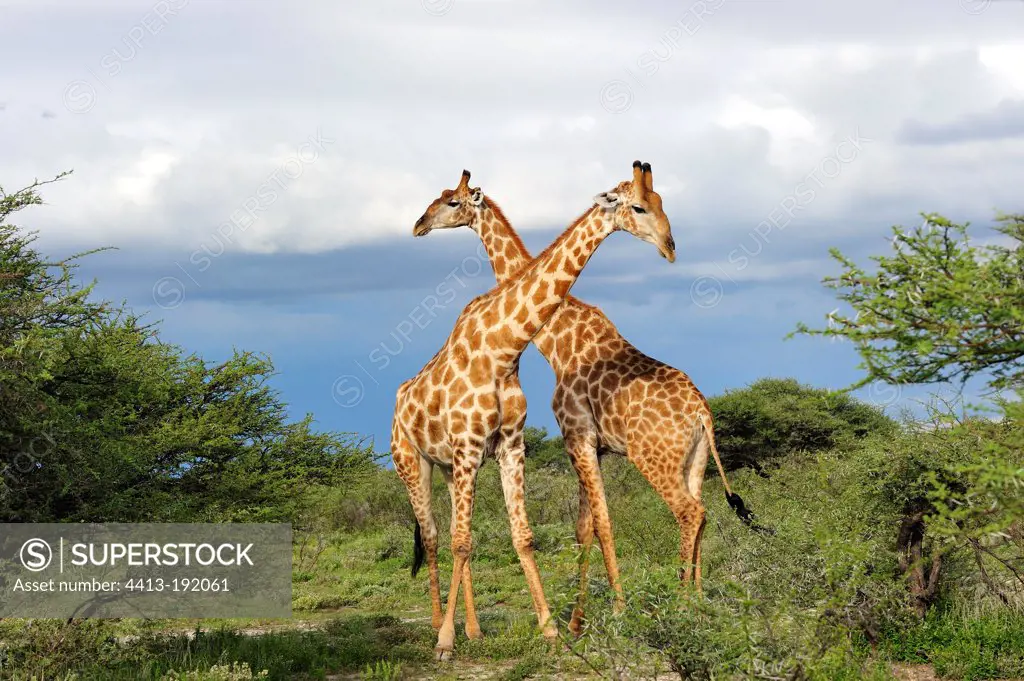 Contest between two young male reticulated giraffe in Namibia