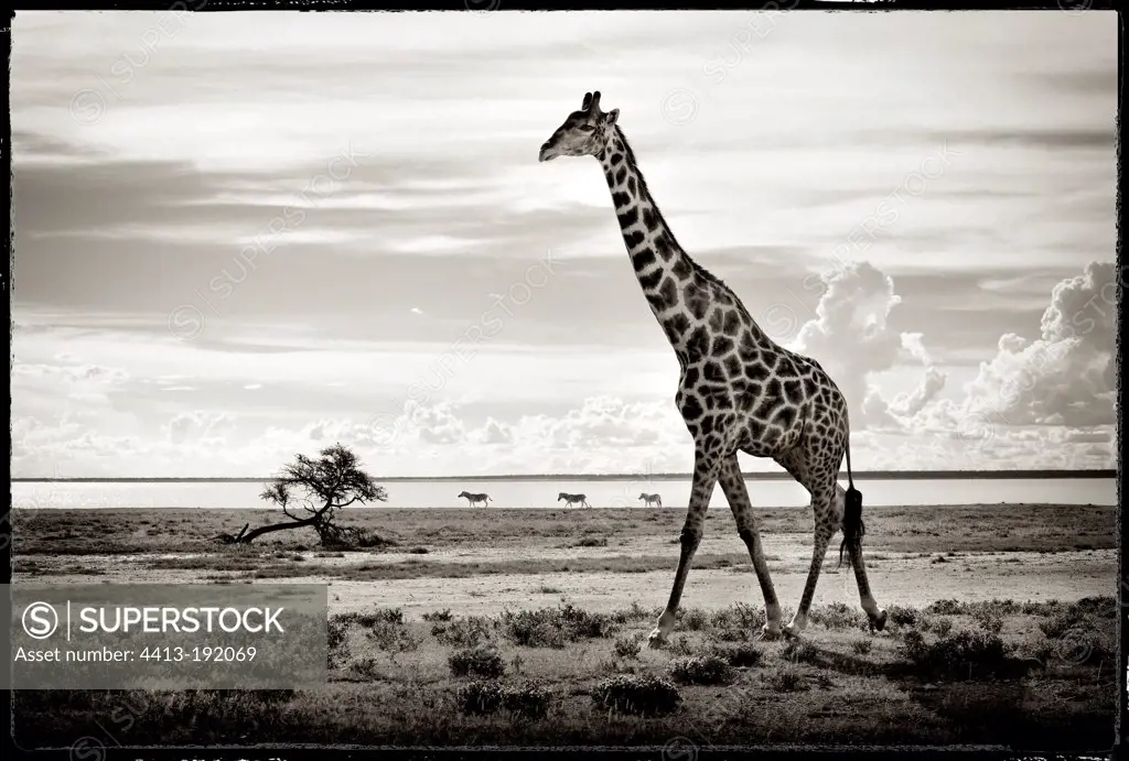 Giraffe in the savannah of Etosha NP in Namibia