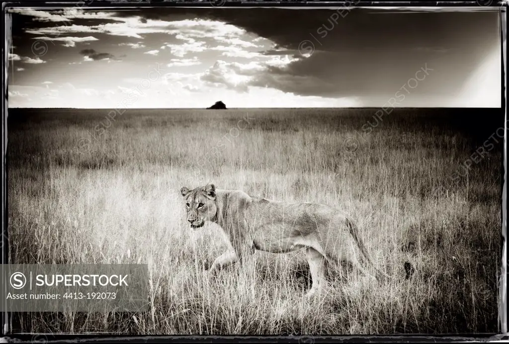 Young Lioness solitary in Etosha NP in Namibia