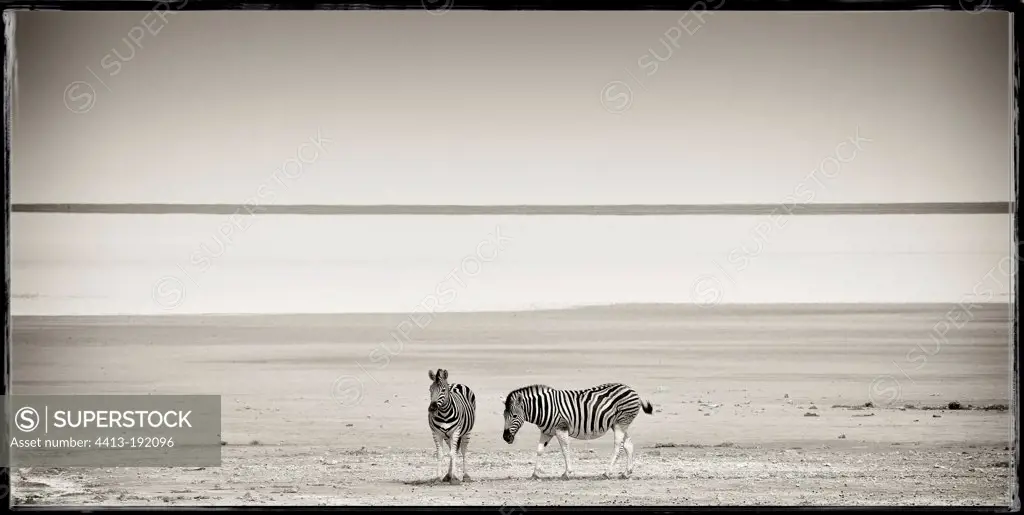 Two Grevy's Zebra nea a lake in the Etosha NP Namibia