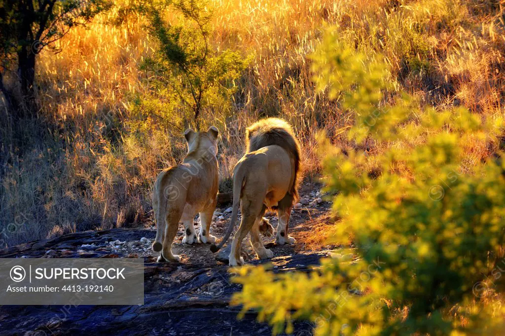 Couple of Lions Khomas Hochland Mountains in Namibia