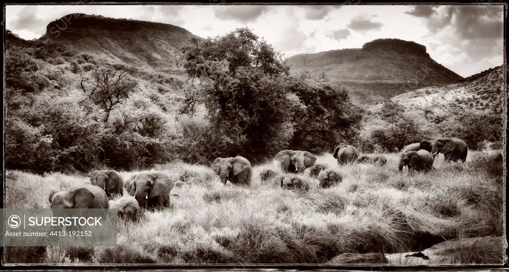 Matriarchal herd of Elephants in the valley of the Klip