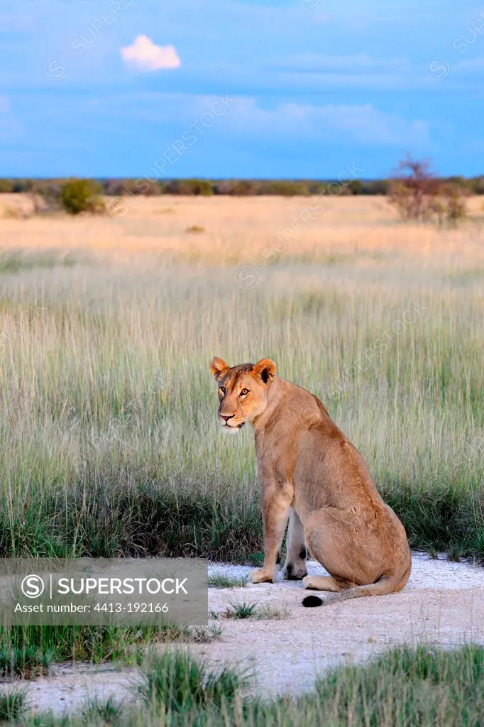 Lioness facing the bush in Etosha NP in Namibia