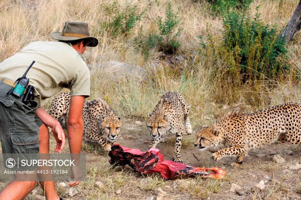 Meal with Cheetah brothers Amani Lodge Namibia