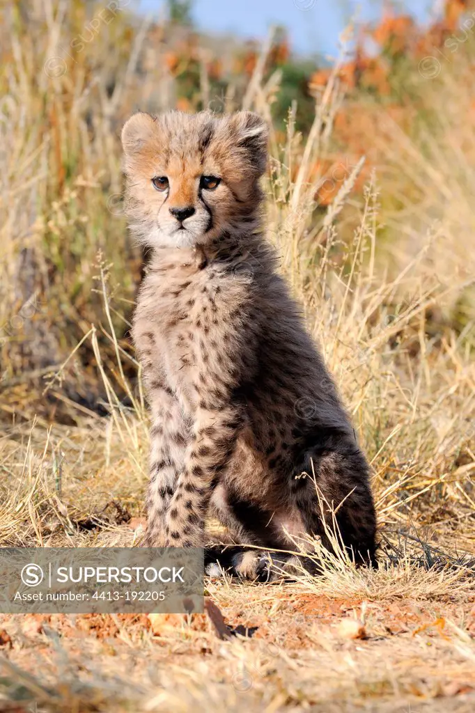 Young Cheetah of one month is sitting Namibia