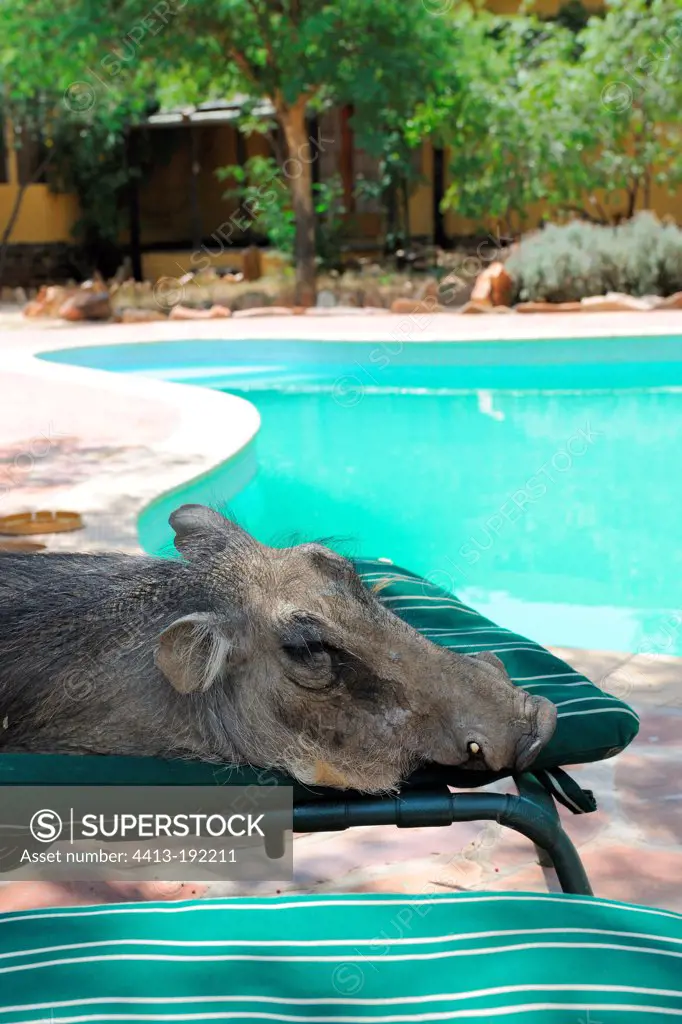 Warthog sleeping on a chair by the pool Namibia