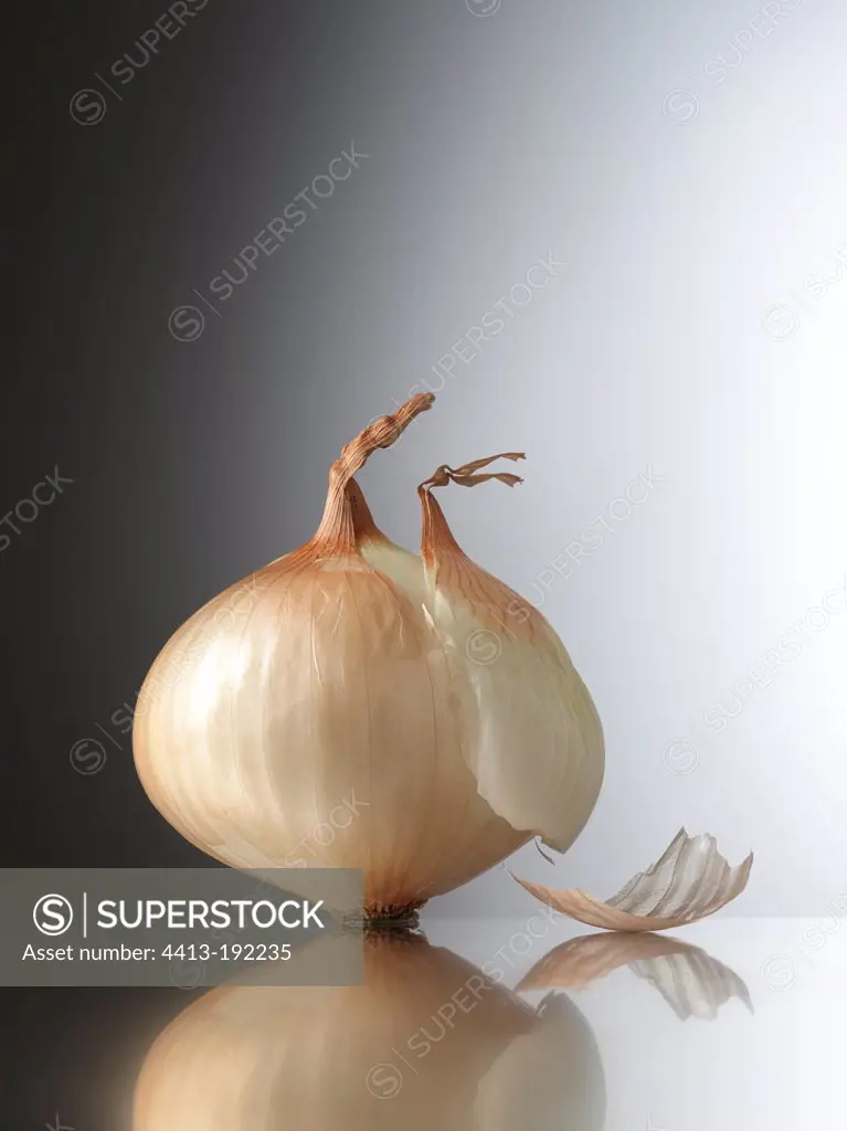 Onion in the studio