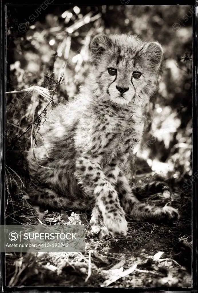 Portrait of a Cheetah for one month in Namibia