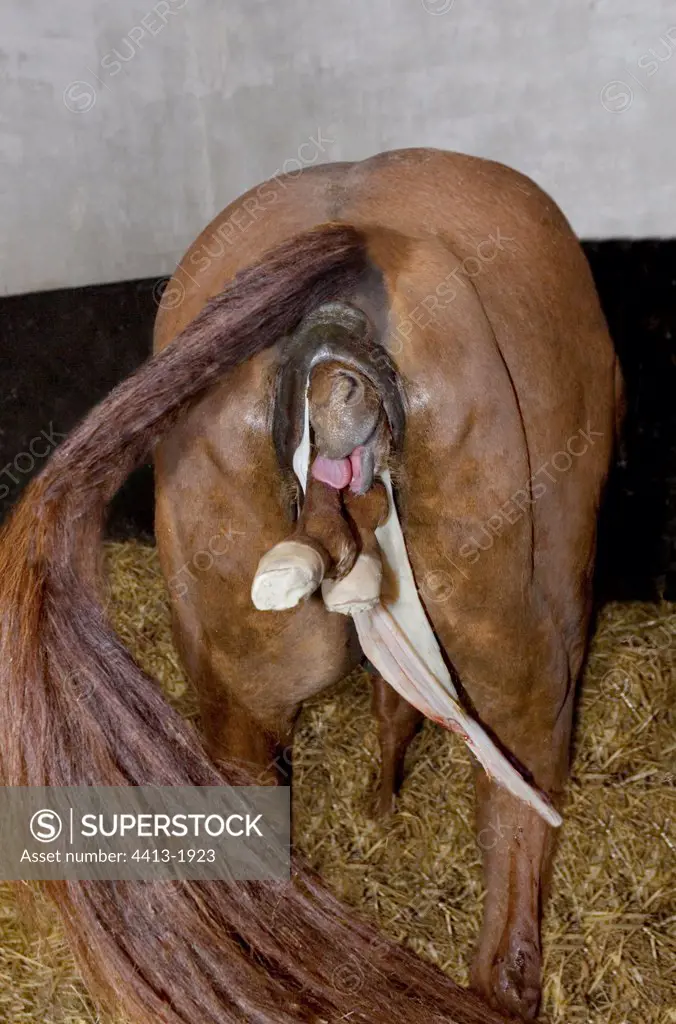 Mare English thoroughbred giving birth in a stall France