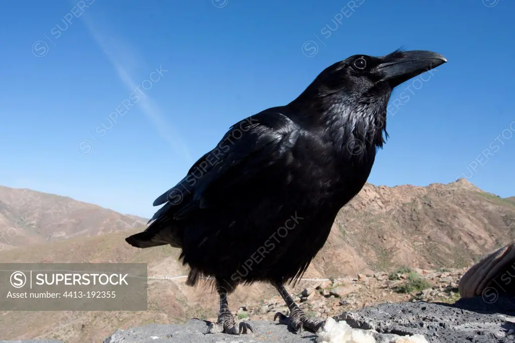 Portrait of a Northern Raven on the Fuerteventura island